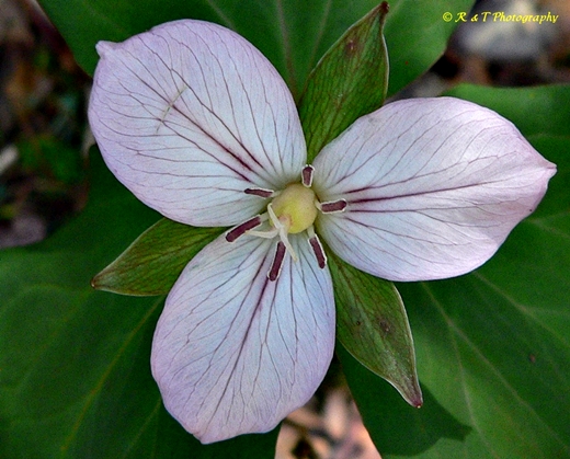 {Trillium undulatum forma enotatum}